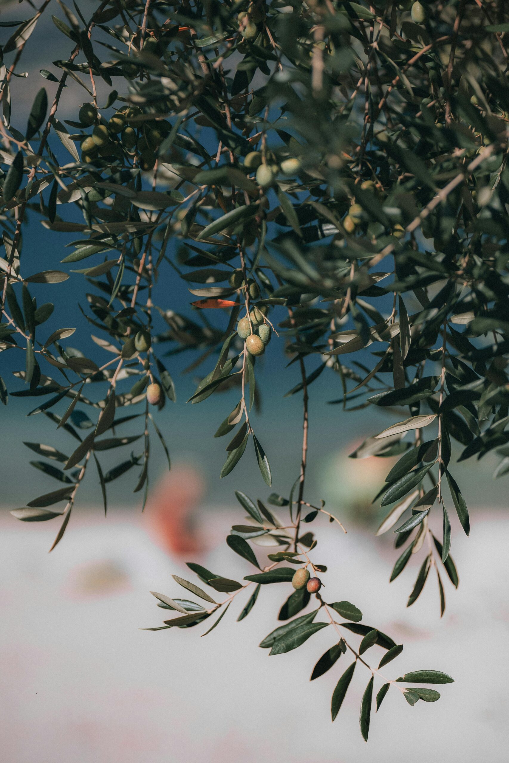 Olive tree branches with green leaves, representing growth and sustainability.