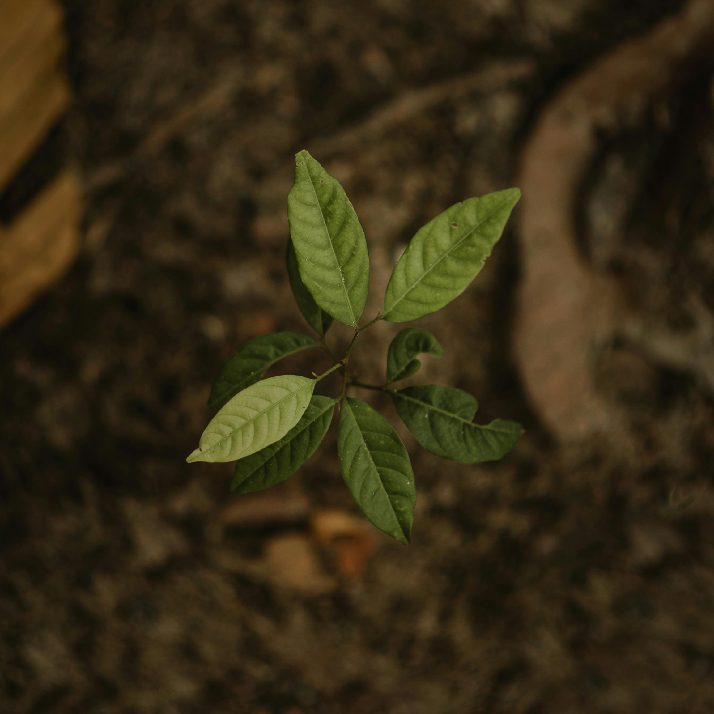 pexels-minan1398-771319 A sprouting plant, symbolizing small grant proposals.