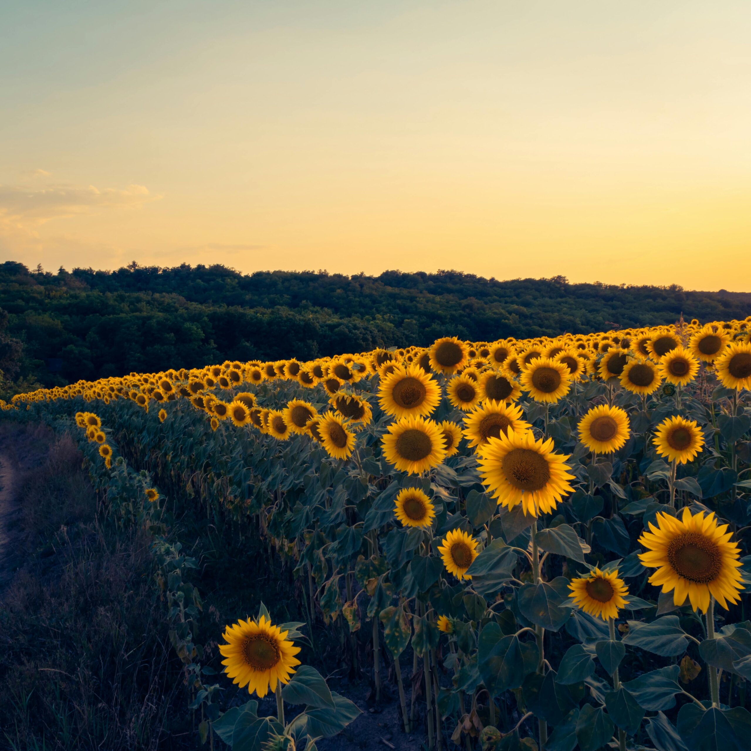 pexels-nikiemmert-19323013 A field of sunflowers, symbolizing large grant proposals.